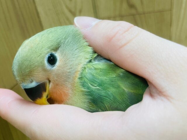 コザクラインコ（小桜インコ）