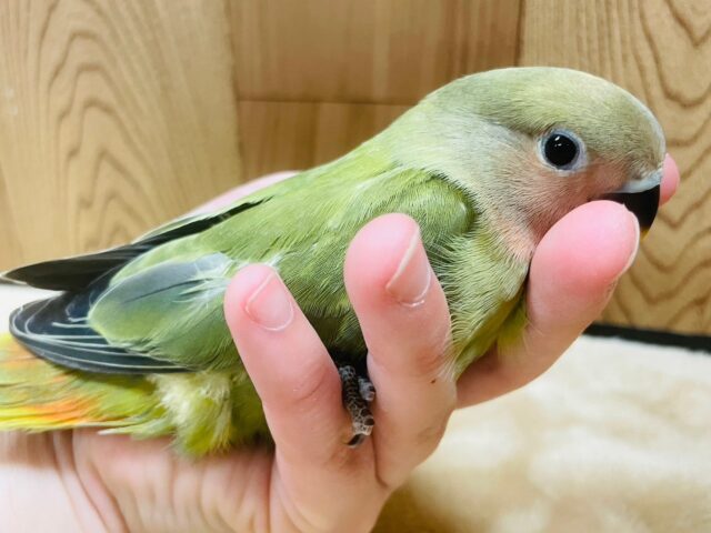 コザクラインコ（小桜インコ）