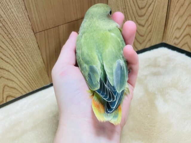 コザクラインコ（小桜インコ）