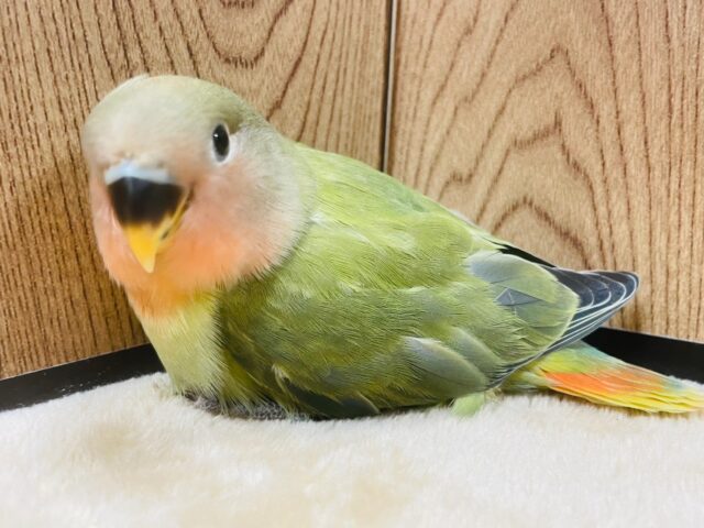 コザクラインコ（小桜インコ）
