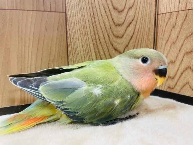 コザクラインコ（小桜インコ）