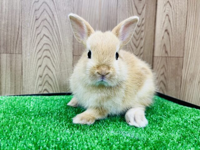 ネザーランドドワーフ