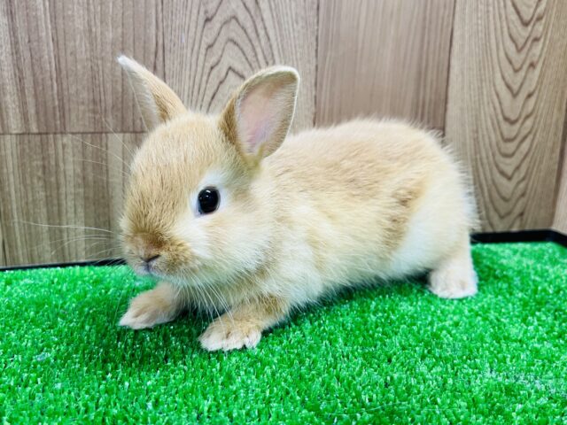 ネザーランドドワーフ