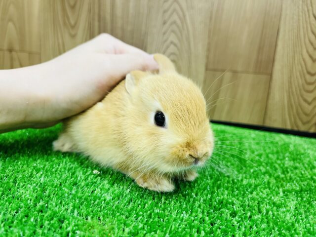 ネザーランドドワーフ