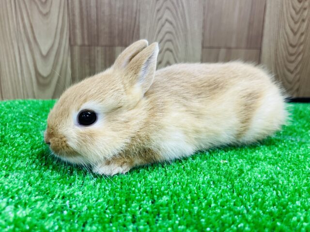 ネザーランドドワーフ