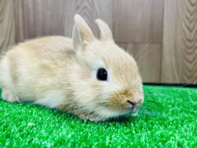 ネザーランドドワーフ