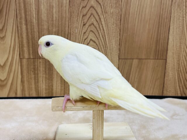 サザナミインコ