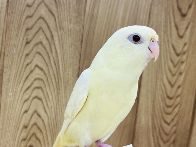 サザナミインコ