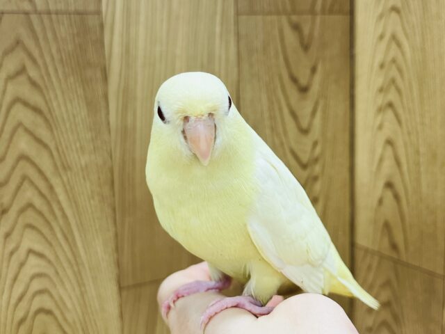 サザナミインコ