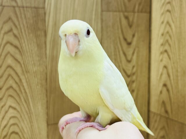 サザナミインコ