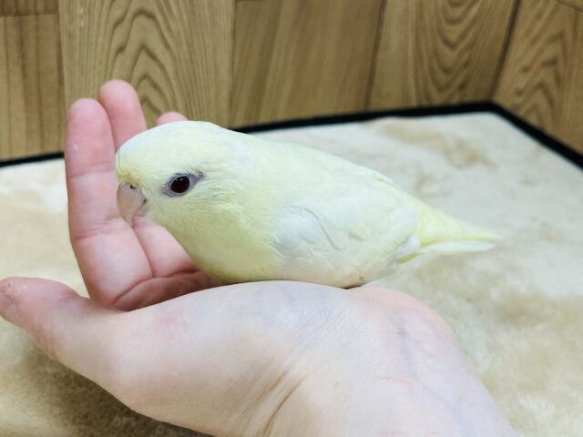 サザナミインコ
