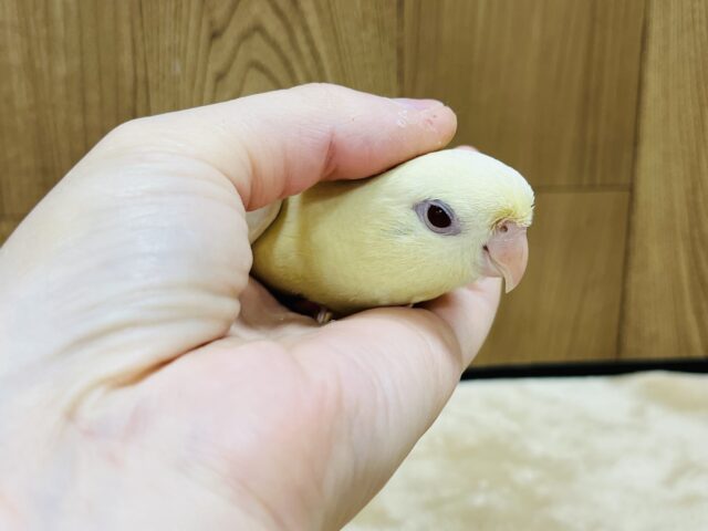 サザナミインコ