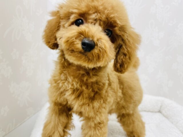 トイプードル
