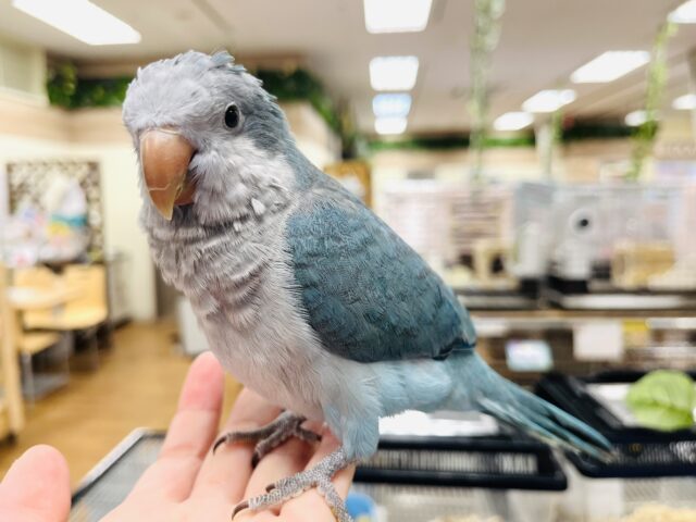 オキナインコ