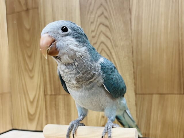 オキナインコ