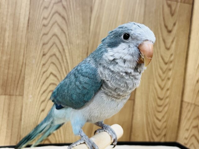 オキナインコ