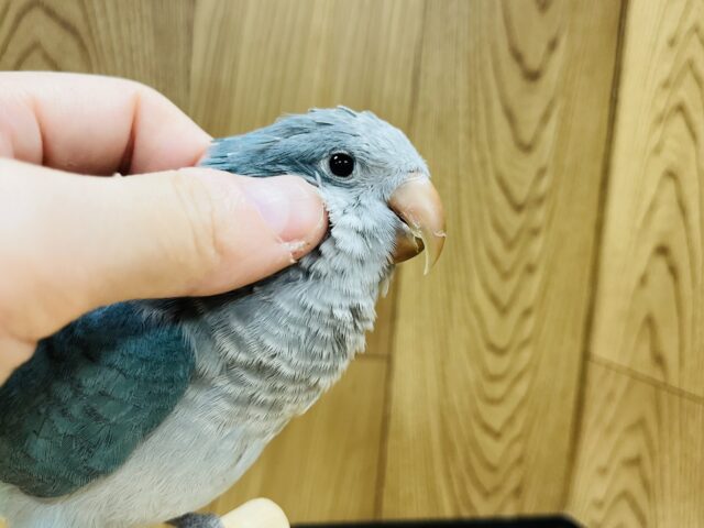 オキナインコ