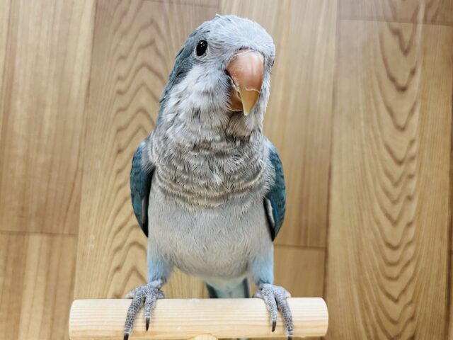 オキナインコ