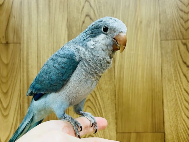 オキナインコ
