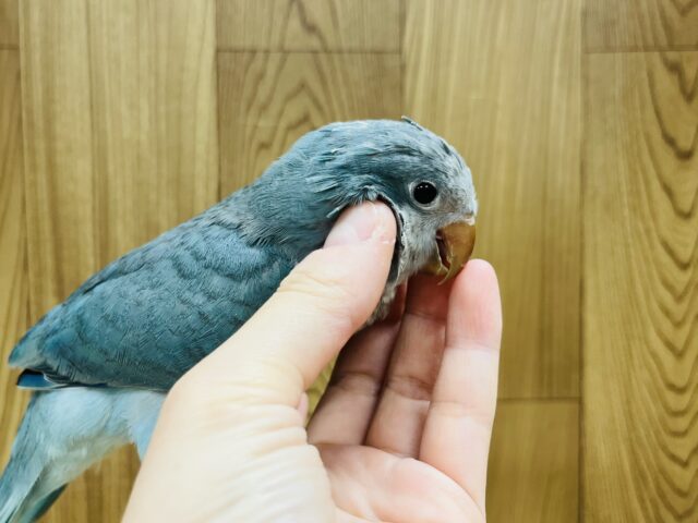 オキナインコ