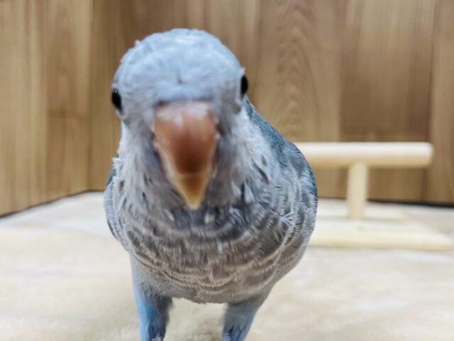 オキナインコ