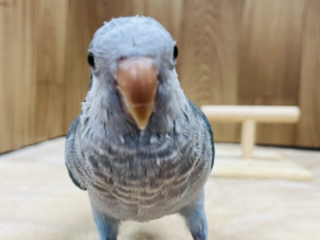 オキナインコ