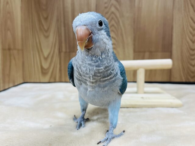 オキナインコ