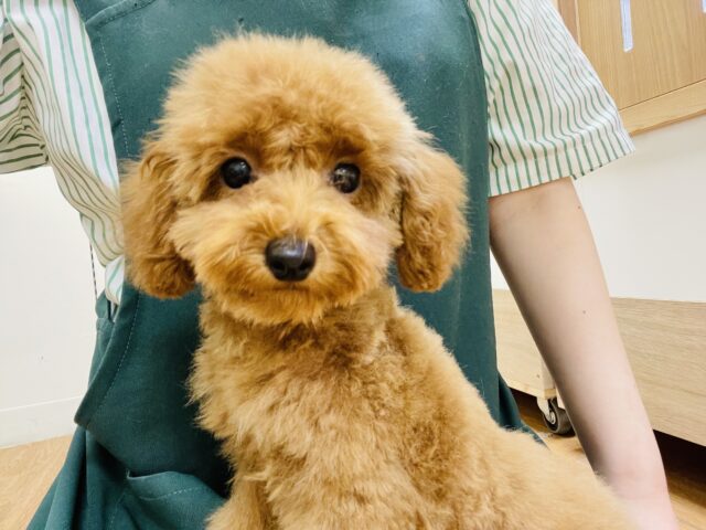 トイプードル