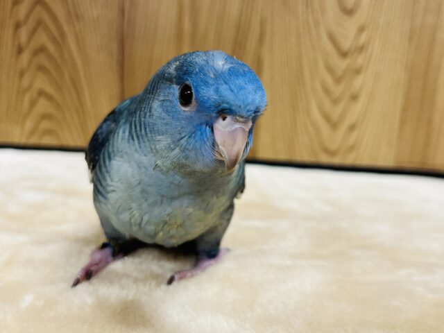 サザナミインコ