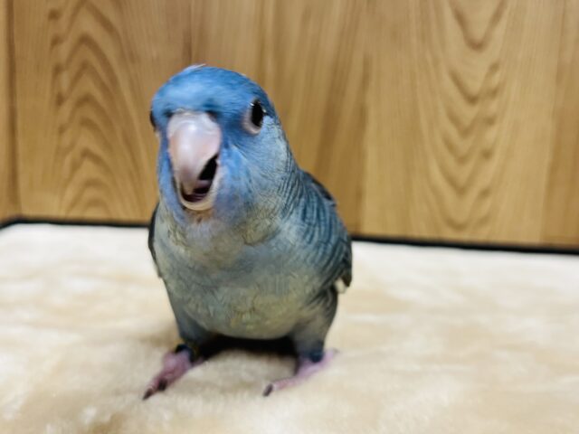 サザナミインコ