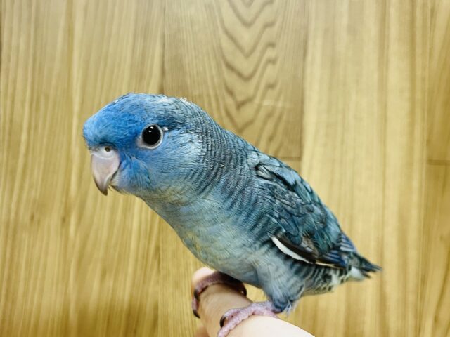 サザナミインコ