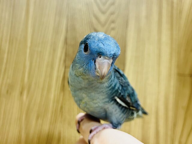サザナミインコ