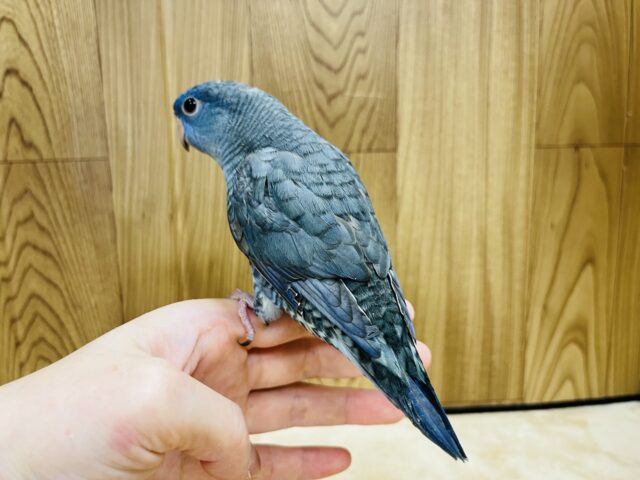 サザナミインコ