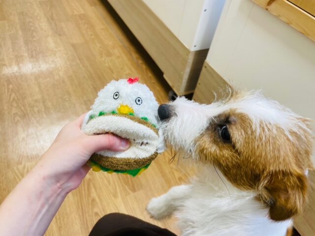 ジャックラッセルテリア