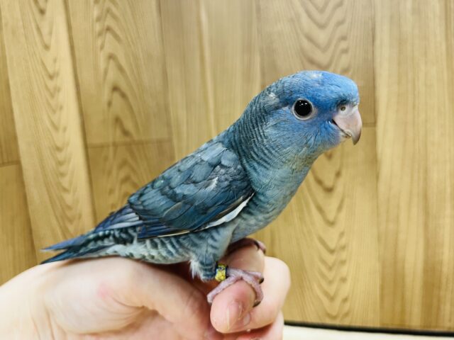 サザナミインコ