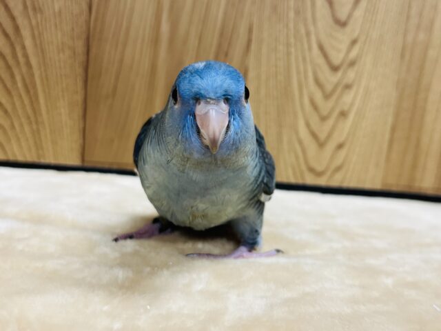 サザナミインコ