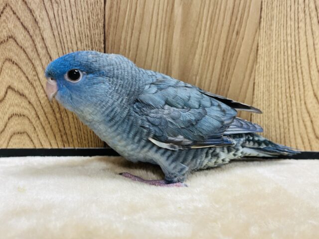 サザナミインコ