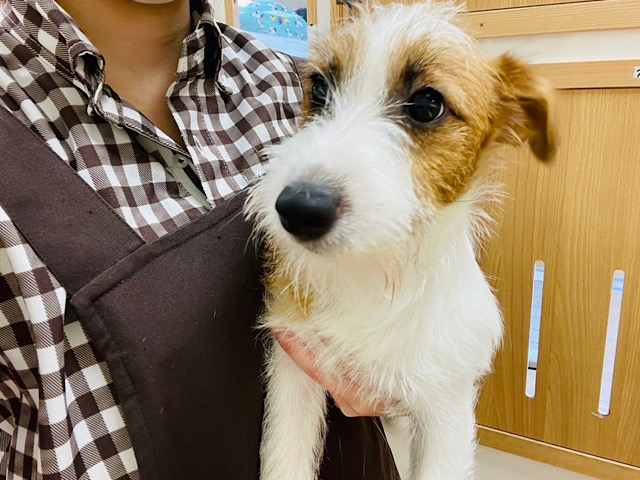 ジャックラッセルテリア