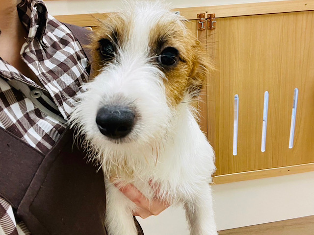 ジャックラッセルテリア