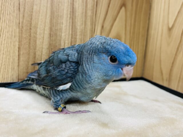 サザナミインコ