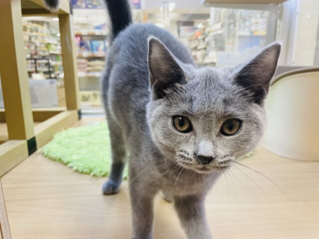 シャルトリュー