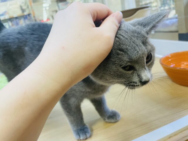 シャルトリュー