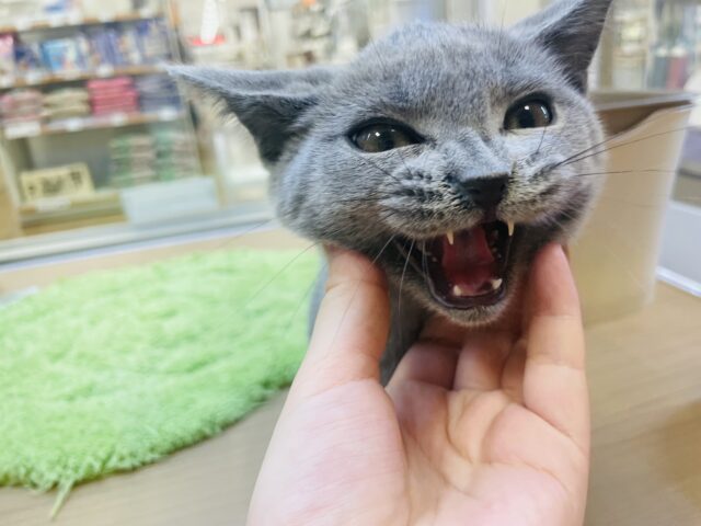 シャルトリュー