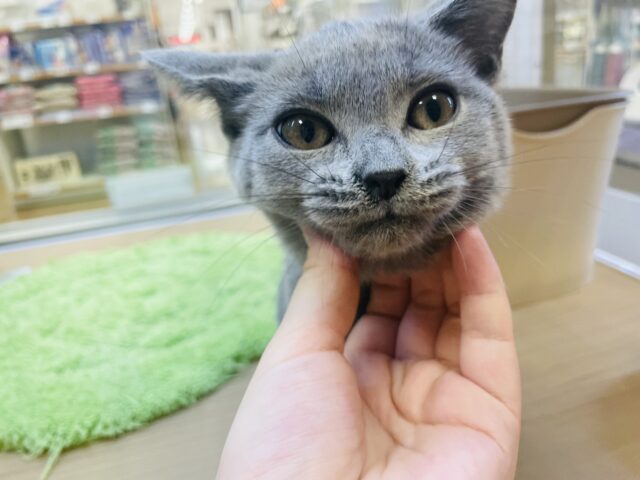 シャルトリュー