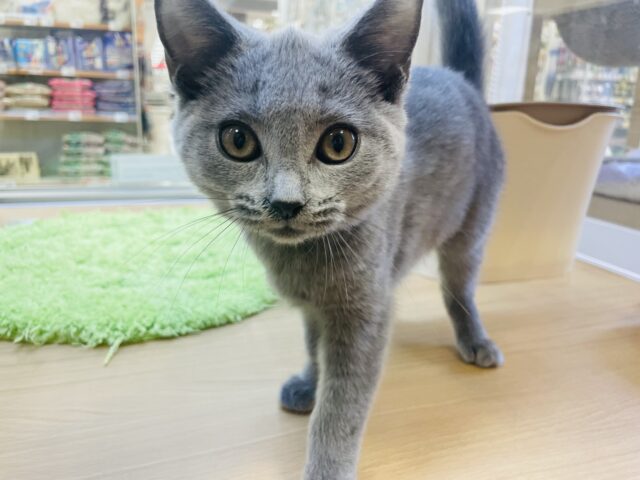 シャルトリュー