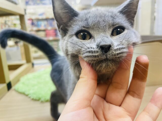 シャルトリュー