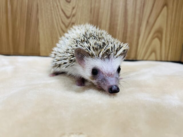 ハリネズミ（ヨツユビハリネズミ）