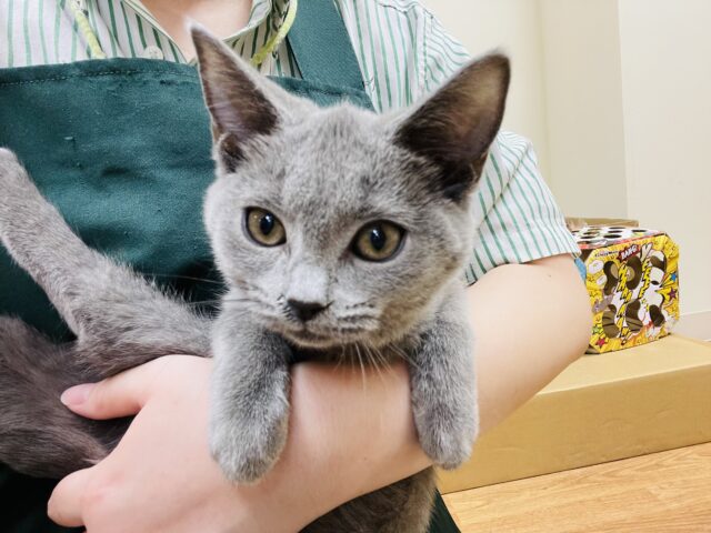 シャルトリュー