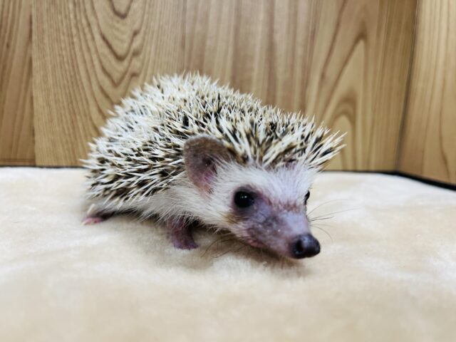 ハリネズミ（ヨツユビハリネズミ）