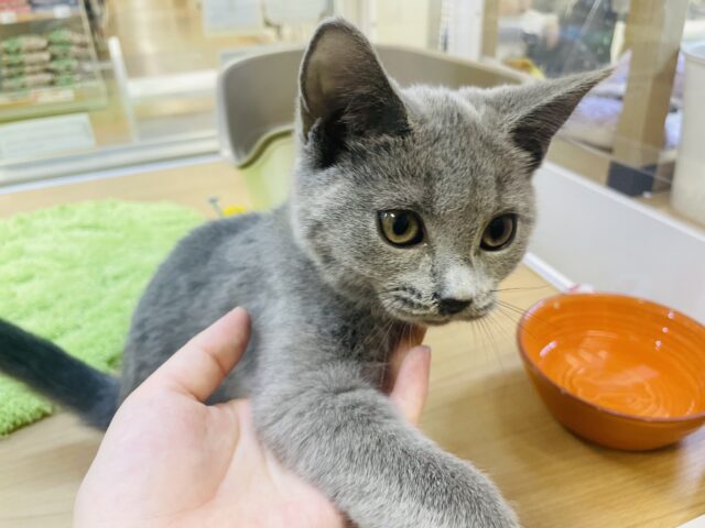 シャルトリュー